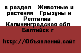  в раздел : Животные и растения » Грызуны и Рептилии . Калининградская обл.,Балтийск г.